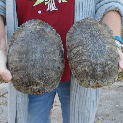 Two piece 8" Red Eared Slider Turtle Shells