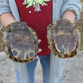 Two piece 8" Red Eared Slider Turtle Shells