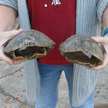 Two piece 8" Red Eared Slider Turtle Shells