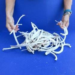 Fifty piece Wild Boar Ribs 9" to 12" 