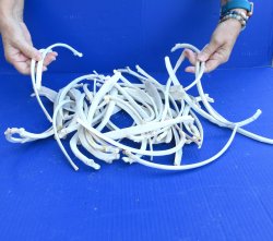 Fifty piece Wild Boar Ribs 9" to 12" 