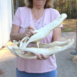  Real Florida Alligator Skull, 18 inches