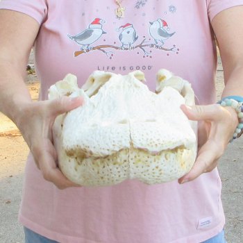  Real Florida Alligator Skull, 18 inches