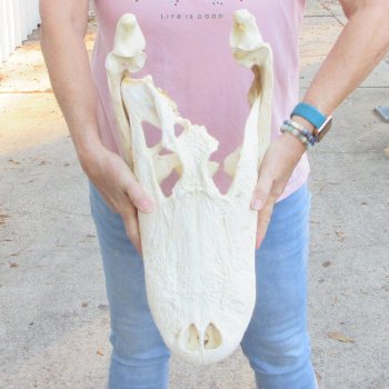  Real Florida Alligator Skull, 18 inches