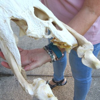  Real Florida Alligator Skull, 18 inches