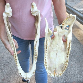  Real Florida Alligator Skull, 18 inches