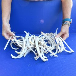 Fifty piece Wild Boar Ribs 9" to 12" 