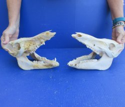 Two piece #2 Wild Boar Skulls 11" 