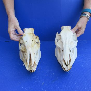 Two piece #2 Wild Boar Skulls 11" 