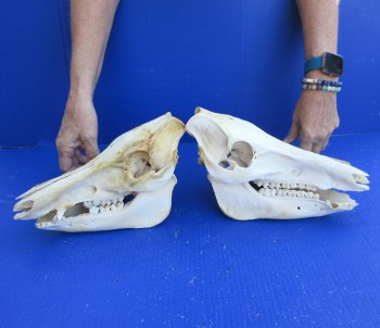 Two piece #2 Wild Boar Skulls 11" 