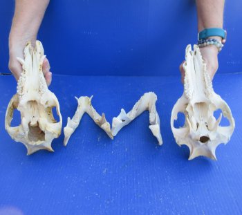 Two piece #2 Wild Boar Skulls 11" 