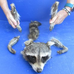 Preserved Raccoon H...