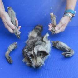 Preserved Raccoon H...