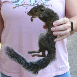 Preserved Full-Body...