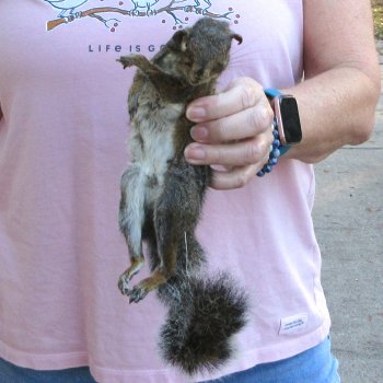  Preserved Full-Body Squirrel 