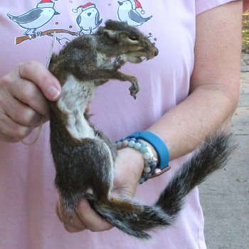  Preserved Full-Body Squirrel 