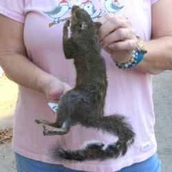 Preserved Full-Body...