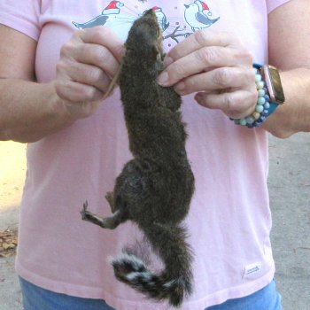  Preserved Full-Body Squirrel 