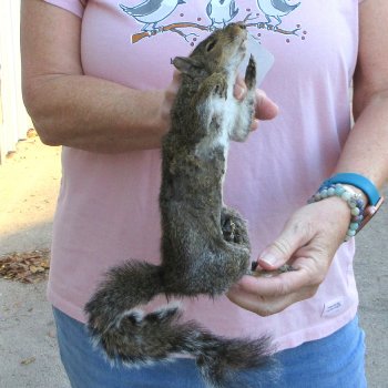  Preserved Full-Body Squirrel 