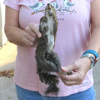  Preserved Full-Body Squirrel 