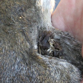  Preserved Full-Body Squirrel 