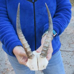 B-Grade Blesbok Sku...