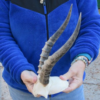  B-Grade Blesbok Skull Plate 11" Horns 