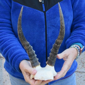  B-Grade Blesbok Skull Plate 11" Horns 