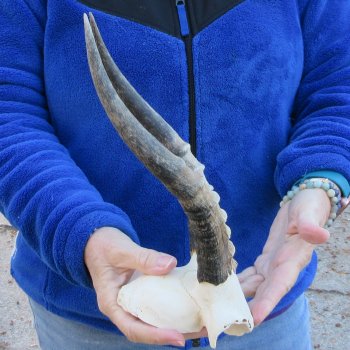  B-Grade Blesbok Skull Plate 11" Horns 