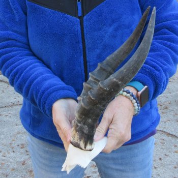  B-Grade Blesbok Skull Plate 13" Horns 