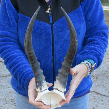  B-Grade Blesbok Skull Plate 13" Horns 