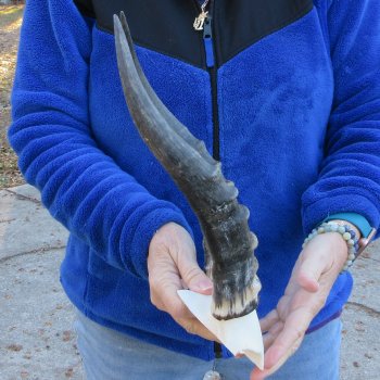  B-Grade Blesbok Skull Plate 13" Horns 