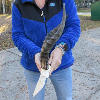  B-Grade Blesbok Skull Plate 14" Horns 