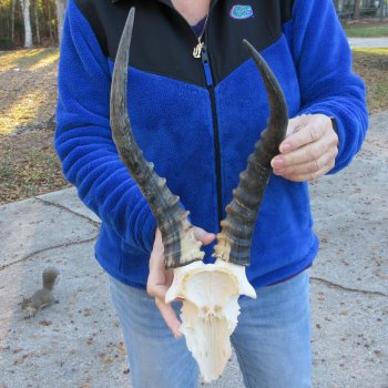  B-Grade Blesbok Skull Plate 14" Horns 