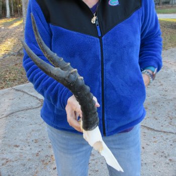  B-Grade Blesbok Skull Plate 14" Horns 