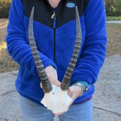 B-Grade Blesbok Sku...