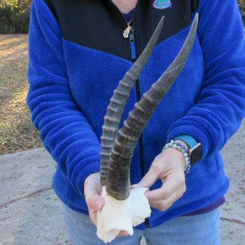  B-Grade Blesbok Skull Plate 13" Horns 