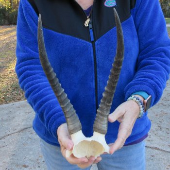  B-Grade Blesbok Skull Plate 13" Horns 