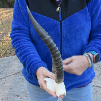  B-Grade Blesbok Skull Plate 13" Horns 
