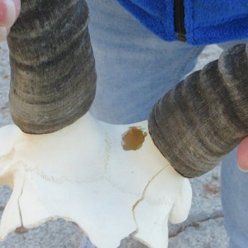  B-Grade Blesbok Skull Plate 13" Horns 