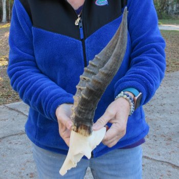  B-Grade Blesbok Skull Plate 12" Horns 