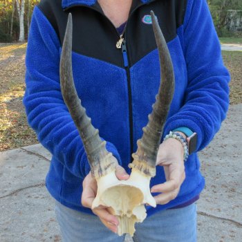  B-Grade Blesbok Skull Plate 12" Horns 