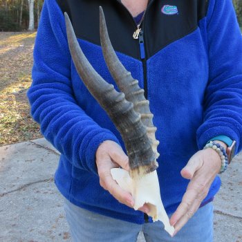  B-Grade Blesbok Skull Plate 12" Horns 