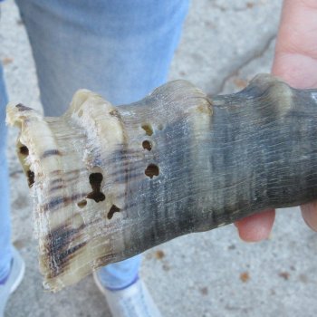  B-Grade Blesbok Skull Plate 12" Horns 