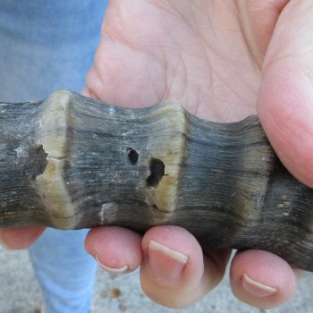  B-Grade Blesbok Skull Plate 12" Horns 