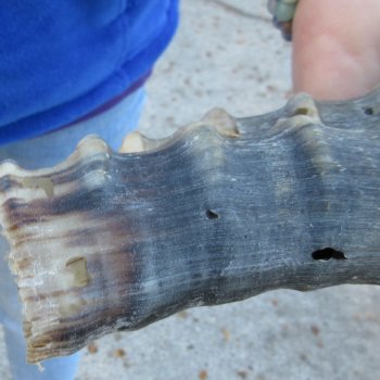  B-Grade Blesbok Skull Plate 12" Horns 