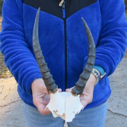 B-Grade Blesbok Sku...