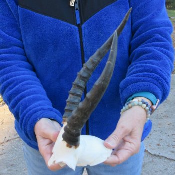  B-Grade Blesbok Skull Plate 9" & 10" Horns 