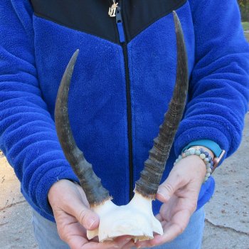  B-Grade Blesbok Skull Plate 9" & 10" Horns 
