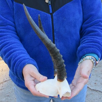  B-Grade Blesbok Skull Plate 9" & 10" Horns 